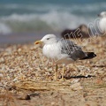 Goeland