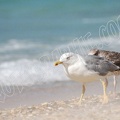 Goeland2