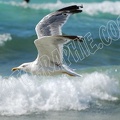 Goeland3