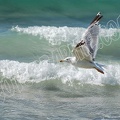 Goeland4