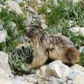 Marmotte