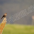 Oiseaux