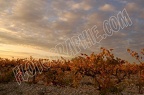 Courthezon