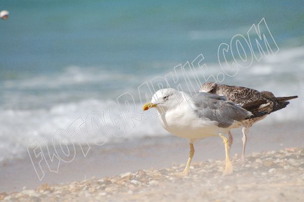Goeland2.JPG