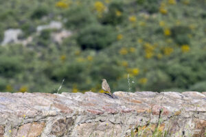 Reportage sur la Corsica Cyclo GT20 2025