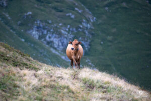 Ambiance lors du Tour de France Femmes 2025